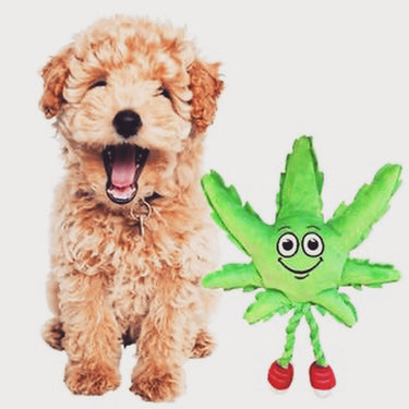 Dog Toys